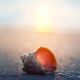 Pratica Mindfulness Treviso - Conchiglia sulla spiaggia